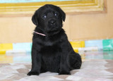 拉布拉多纯种幼犬出售 黑色高品质宠物狗适合家养狗狗