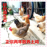 【苏北人家】正宗农家散养土鸡老母鸡2年草鸡现杀活鸡真空装包邮