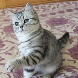 美短猫 美国短毛猫MM-1 母猫银色渐层骨刺花纹 已去新家幸福中