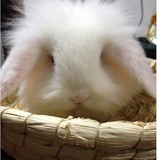活体兔子荷兰垂耳兔宝宝宠物兔 纯种折耳兔黄白灰花色都有纯白色