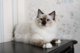 TICA CFA 纯血统纯种布偶猫重点手套色幼猫公5.5个月公猫出售定金
