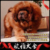 深圳纯种藏獒狮头大长毛幼犬,藏獒基地出售红獒铁包金黑獒