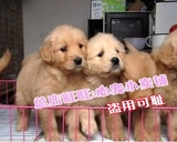 重庆出售金毛狗狗纯种金毛幼犬导盲犬寻回猎犬大型犬宠物狗狗57