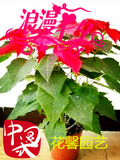 苗圃直销特价鲜花一品红盆栽绿植 室内 客厅阳台最佳选择三盆包邮