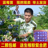 地栽阳台蓝莓苗盆栽果树苗水果树苗蓝莓树苗北方种植南方种植蓝莓
