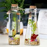 玻璃鱼缸桌面景观办公室斗鱼水族箱创意造景小型水草金鱼缸生态瓶