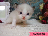 布偶猫完美赛级海豹双色小种公弟弟小幼猫DD蓝眼睛萌猫纯种布偶