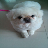 出售纯种北京京巴幼犬赛级宫廷犬超可爱长不大雪白的宠物狗狗2