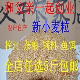 新小麦粒 鸽子家禽宠物饲料首选 鱼饵 小麦种子250g 五谷杂粮带皮