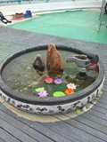 天然青石雕刻喷水池养鱼花池大理石水槽庭院摆件水龙头装饰汉白玉