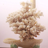 包邮天然大海螺贝壳白珊瑚树摆件 家庭办公室酒店装饰 招财树礼品