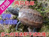 水龟活体乌龟小宠物龟中华草龟全品金线草龟背甲6-8厘米精品正宗