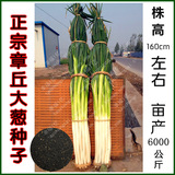 寿光蔬菜种子优质山东章丘大葱种子新种子发芽率高 葱白常 自封袋