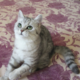 美短猫 美国短毛猫MM-2母猫银色渐层豹点骨刺花纹已去新家幸福中