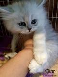 名贵活体宠物猫 金吉拉 CFA纯种血统 白色 幼猫 母MM