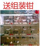 加粗鸽笼 鸽子笼 12位16位鸽笼 养殖鸽笼 种鸽笼 肉鸽笼配对鸽笼