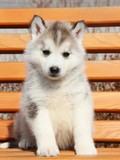 上海出售纯种西伯利亚雪橇犬/赛级三把火双蓝眼哈士奇幼犬宠物狗3