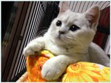 苏折英短宠物猫咪立耳银渐层弟弟妹妹DDMM预售个人家养活体折耳猫