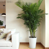 凤尾竹客厅大型绿植去甲醛植物散尾葵花卉盆栽净化空气