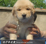 纯种赛级金毛幼犬宠物狗狗出售 金毛寻回犬导盲犬包纯种,健康201