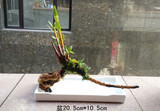 野生石斛带苔藓树根绿植小盆栽微型小盆景菖蒲植物室内花卉水培