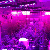 健森光合LED植物灯补光灯多肉种植生长灯 大功率植物灯室内花卉灯
