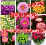 2016新品 雏菊混色50粒易种种子 营养土 小花盆 生根粉9.9元包邮
