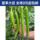 线椒种子 杭椒辣椒籽阳台庭院盆栽蔬菜蔬果种子 种菜青椒