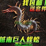 【包邮】亚洲最大宠物蜈蚣 越南巨人蜈蚣18-20cm包严格全品送套件