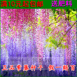 正品紫藤种子高档爬藤植物 花种子重瓣紫藤花苗花卉种子观赏花卉