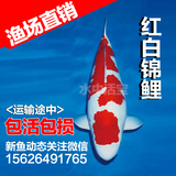 精品批发纯种进口日本红白锦鲤鱼苗活体包活渔场直销大小型观赏鱼