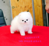 茶杯博美犬出售/纯种白博美幼犬/哈多利球体型/小体型迷你宠物狗
