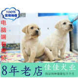 佳佳犬业纯种拉布拉多幼犬神犬小七疫苗驱虫已做淘宝交易防止被骗