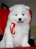 创奇萨摩耶幼犬出售纯种萨摩耶狗狼版澳版萨摩耶萨摩耶狗40