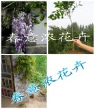 攀爬植物多花紫藤树苗，紫藤盆栽家庭盆栽植物 开花紫色