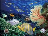 海底世界 PET 高清3D画 三维立体画 室内装饰画 可批发