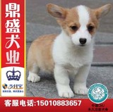 犬舍出售威尔士柯基犬幼犬/三色/短毛/带血统纯种健康宠物狗狗D1
