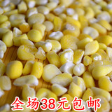 东北粘玉米碴 大粘碴子 大粘玉米渣 农家自种 优质杂粮5斤包邮