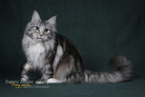 缅因猫 缅因库恩猫 CFA注册银虎斑女孩VERSUS-MIRAI种母展示