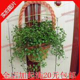 室内客厅壁挂盆栽植物花卉绿植净化空气千叶吊兰吸甲醛净化空气