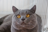 【猫乐谷】CFA CH血统英国短毛猫 纯蓝色英短 乐谷（猫爸展示）