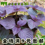 紫叶苏种子 紫苏种子批发家庭蔬菜种子阳台盆栽包邮四季蔬菜种子