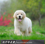 纯种赛级金毛幼犬宠物狗狗出售 金毛寻回犬导盲犬包纯种,健康220