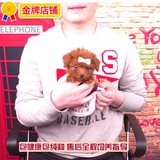 [寻找天使]6471韩系纯种大眼睛茶杯玩具泰迪狗幼犬活体宠物小型犬