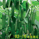 83-16水果黄瓜种子 寿光蔬菜种子 口感极佳品种 迷你 生吃热销