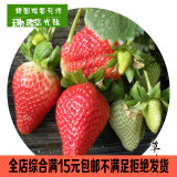 进口奶油草莓种子批发四季播盆栽蔬菜水果白草莓花卉多肉植物