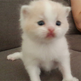【魅迹湾】猫舍纯种乳白 蓝白英国短毛猫 宠物店合作 小猫批发