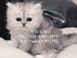 ★上海小强喵屋★名种金吉拉幼猫，有公有母，长毛，银色渐层*陆