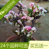 日本海棠苗办公室内外盆栽海棠花苗盆景花卉植物当年开花4年大苗