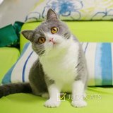 【JUDO CATS】CFA注册澳洲血统 蓝白英国短毛猫mm 双GC直女（JOY